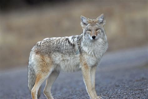 US agency to end use of ‘cyanide bomb’ to kill coyotes and other predators, citing safety concerns